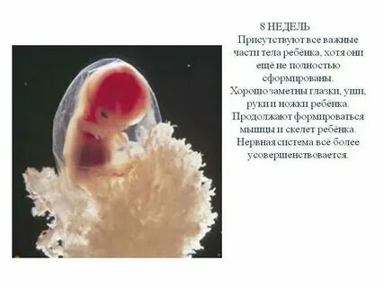 8 недель беременности размер плода