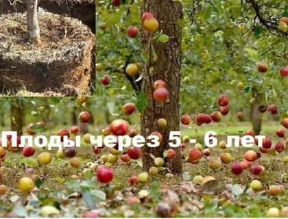 Яблоня сорт скала отзывы