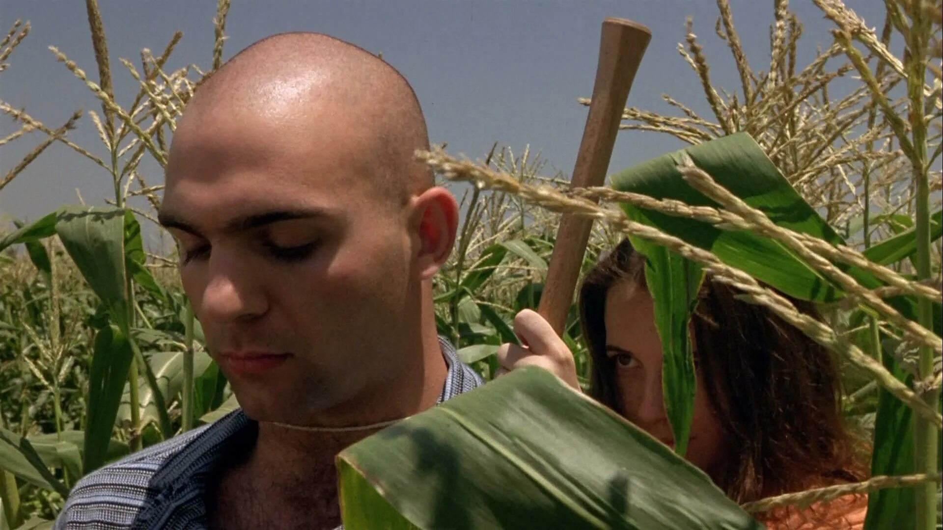Fields 5