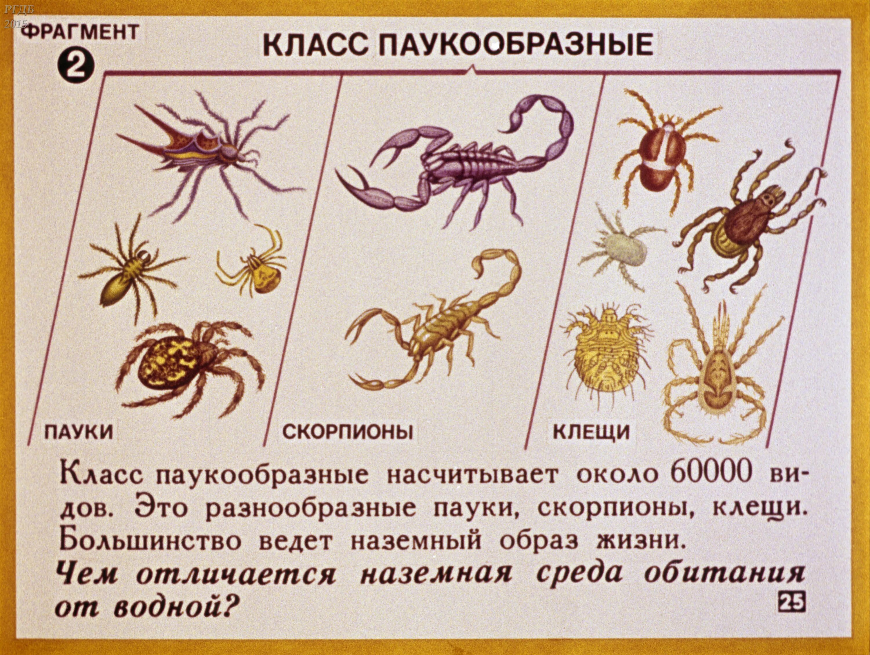 Членистоногие относятся к животным