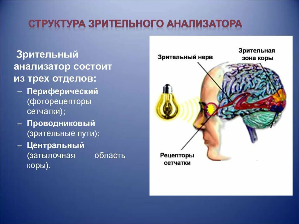 Отделы зрительного анализатора. Зрительный анализатор физиология. Периферический отдел зрительного анализатора. Строение периферического отдела зрительного анализатора. Понятие об анализаторах зрительный анализатор