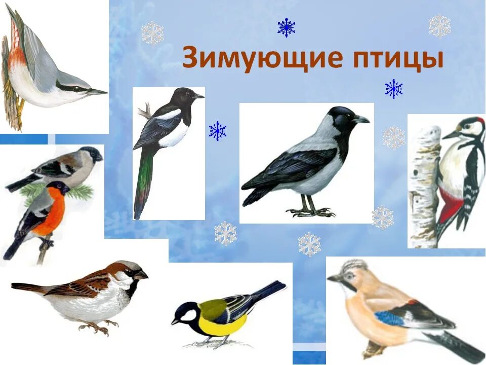 Зимуют группами. Изображение зимующих птиц для дошкольников. Тема зимующие птицы. Зимующие птицы для дошкольников. Зимующие птицы средняя группа.