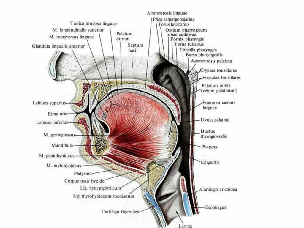 Сагиттальный распил головы анатомия. Сагиттальный распил ротовой полости. Ostium pharyngeum tubae auditivae анатомия. Мышцы языка Сагиттальный разрез. Ostium pharyngeum tubae auditivae