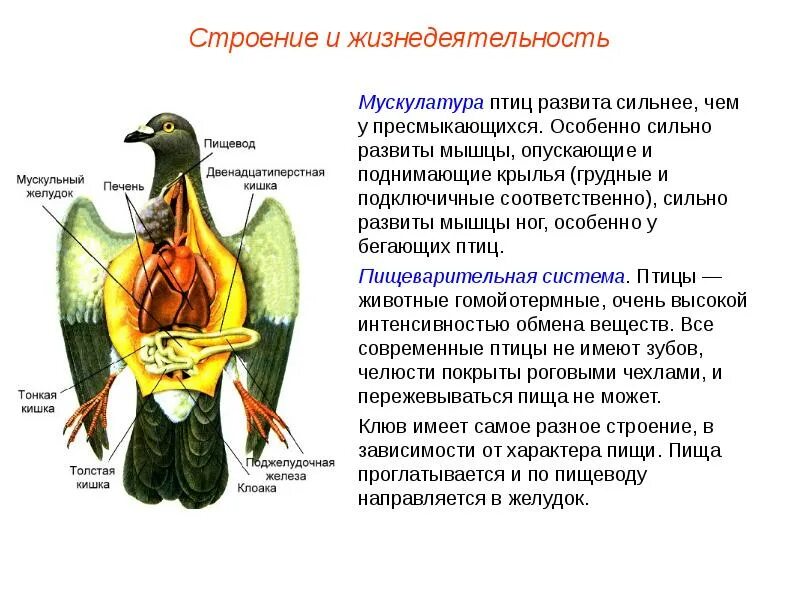 Характеристика птицы кратко. Класс птицы общая характеристика. биология класс птицы.