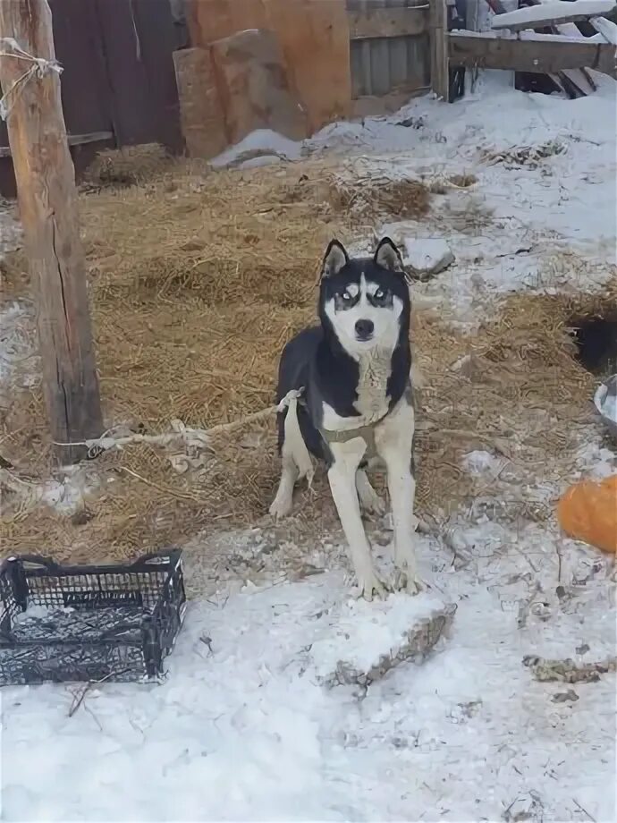 Свп «хаска-10». Husky 15000. Husky 15000. Собака полу хаски полу охотничая маленькая. Husky 15000.