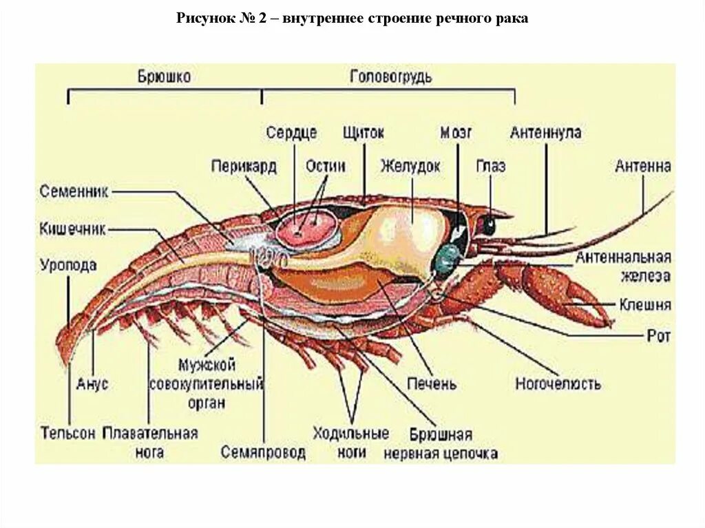 Речной рак часть. Внутреннее строение ракообразных 7 класс биология. Строение речного краба. Строение пищеварительной системы креветки. Ракообразные внутреннее строение вуз.