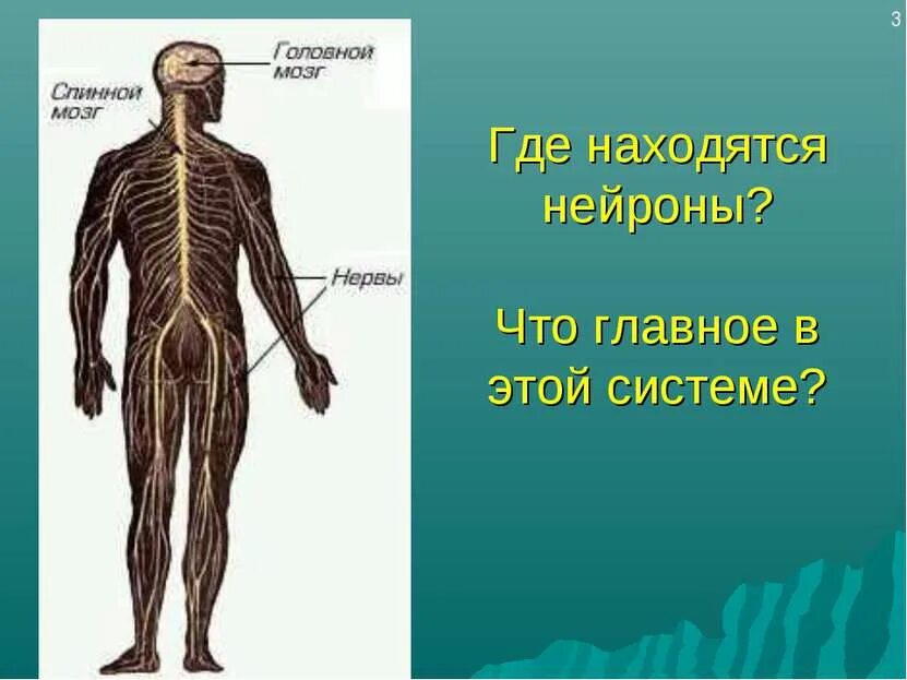 Эндокринная система человека 3д. Где расположена печень у человека фото. Схема внутренних органов. Строение туловища человека органы. Фото строения человека внутренних органов спереди.