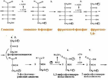 Фруктозо 1 фосфат глюкозо 1 фосфат