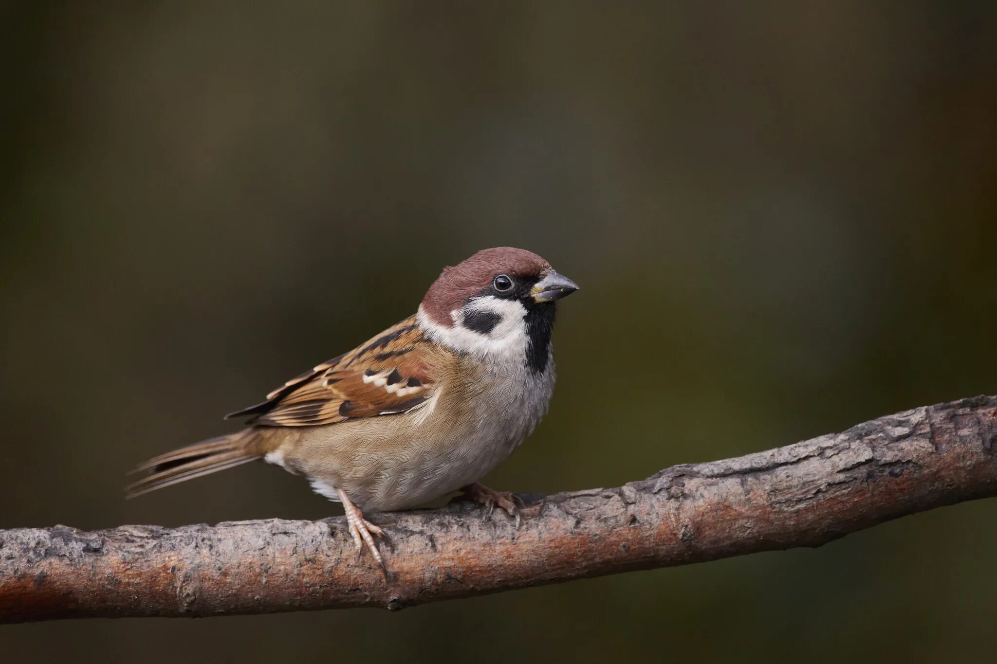 Птица сидящая на дереве воробей. Коричневый воробей. Птичка воробей. Птица сидящая на дереве воробей. Птица сидящая на дереве воробей.