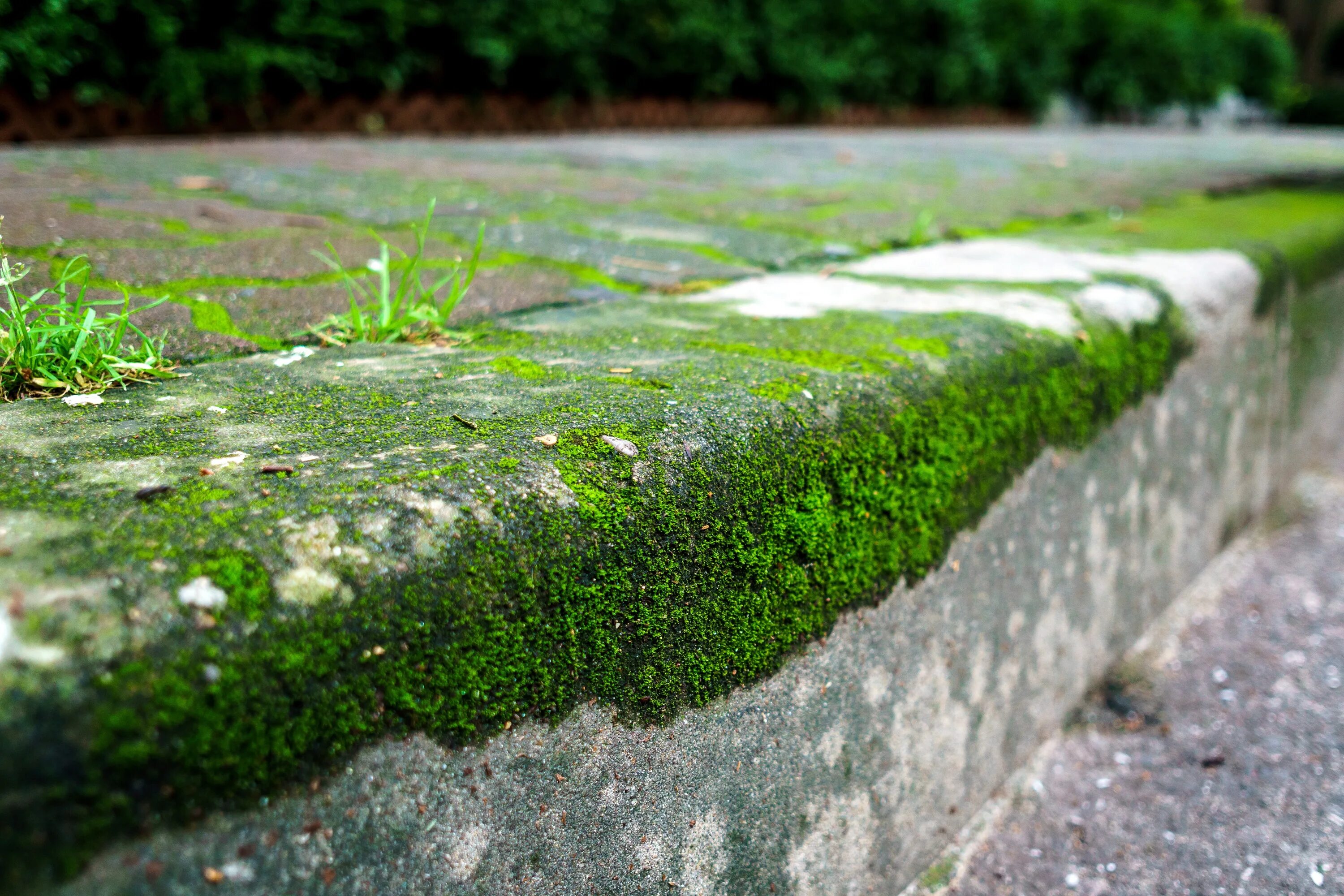 Что такое Мосс трава. Мох на бетоне. Мох на Камне. Каменная дорожка с мхом.
