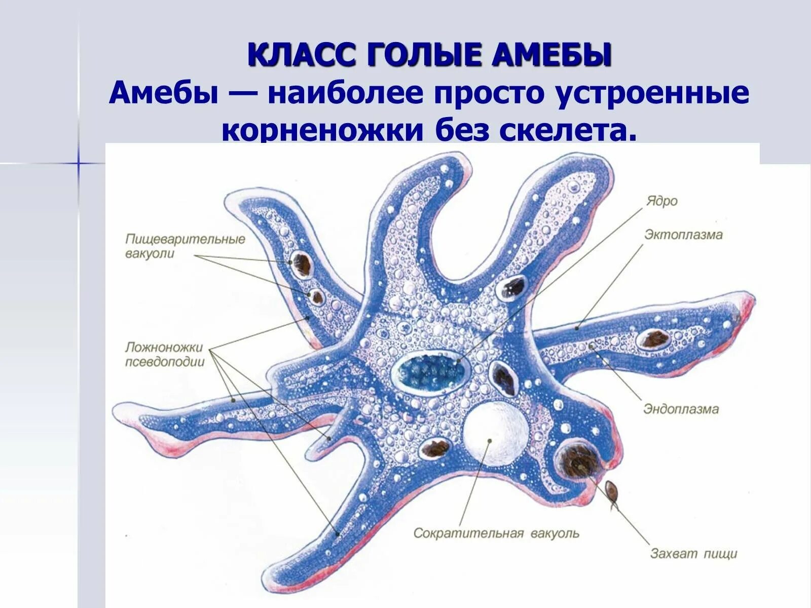 Образует псевдоподии