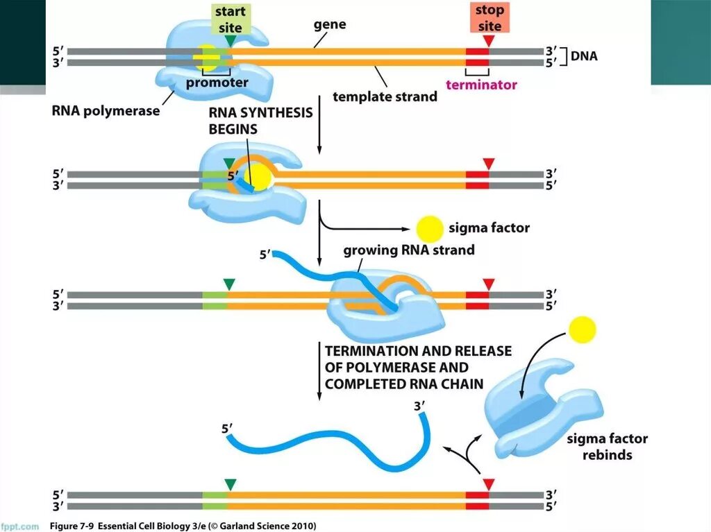 Инициация у прокариот. Инициация РНК полимеразы. Transcription initiation elongation. Инициация элонгация терминация репликации ДНК. Транскрипция инициация элонгация терминация.