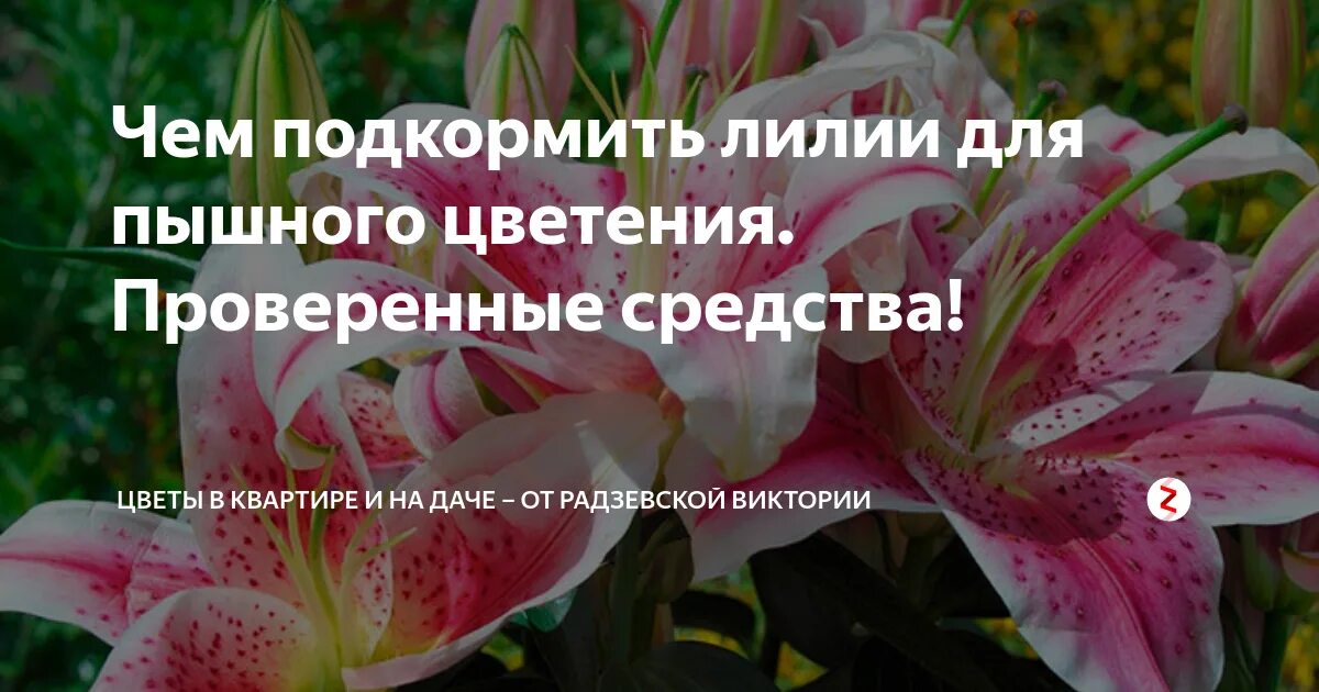 Подкормка лилий весной. Удобрение для лилий. Чем подкормить лилии. Лилии перед цветением. Удобрение для лилий весной.