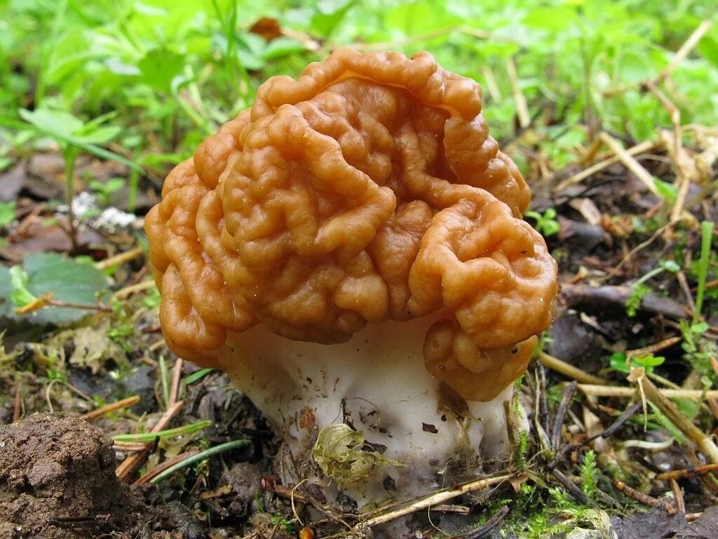 Строчок гигантский — Gyromitra Gigas.. Гриб строчок и сморчок. Обыкновенный строчок (Gyromitra esculenta). Весенние грибы сморчки. Фото сморчков и строчков