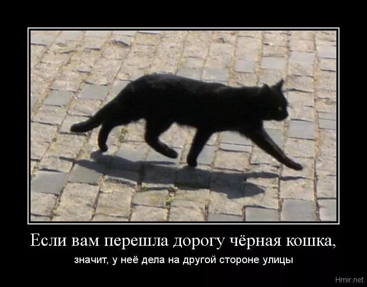 Чёрная кошка перебежала дорогу. Если чёрная кошка дорогу перебижала. Черный кот перебегает дорогу. Примета черная кошка перебежала дорогу. Кошки пришла через