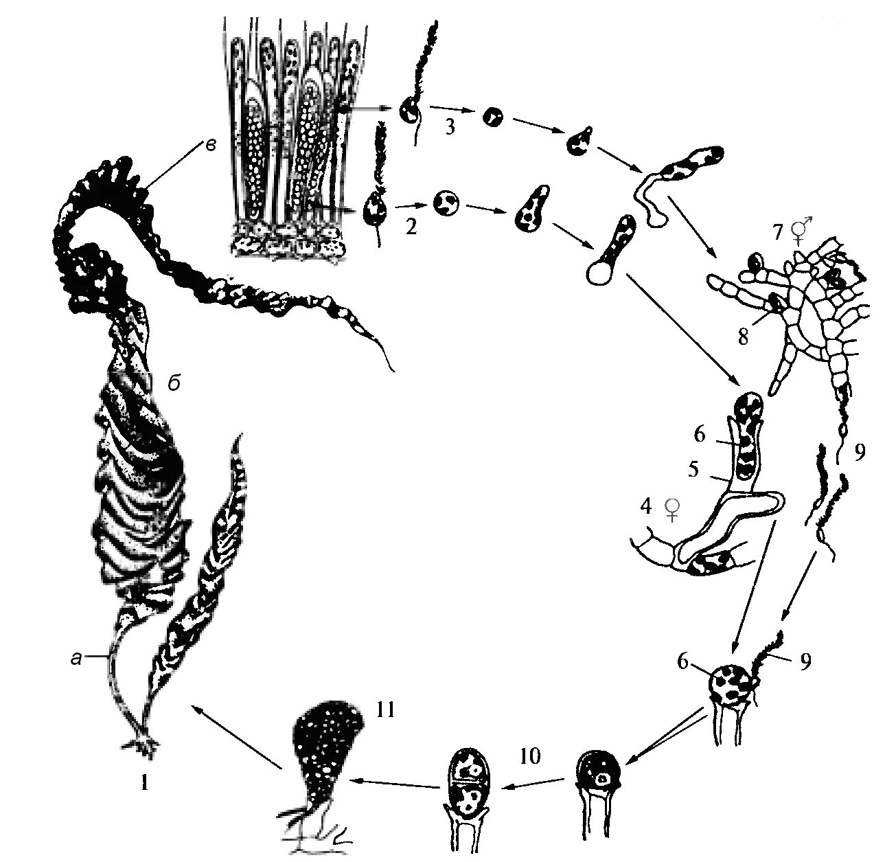 Схема ламинарии. Цикл развития бурых водорослей. Цикл развития ламинарии. Цикл развития бурых водорослей схема. Цикл развития бурой водоросли.