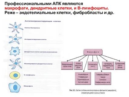 Типы макрофагов