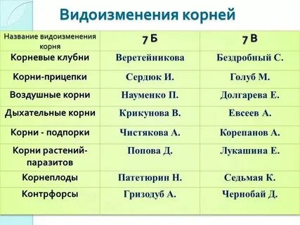 Кун род корневых