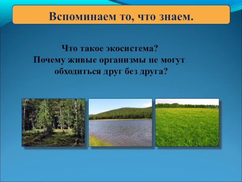 Экосистема презентация. Шаблон для презентации экосистема. Лентические экосистемы презентация. Доклад по экосистеме 5. Роль экосистемы в жизни человека