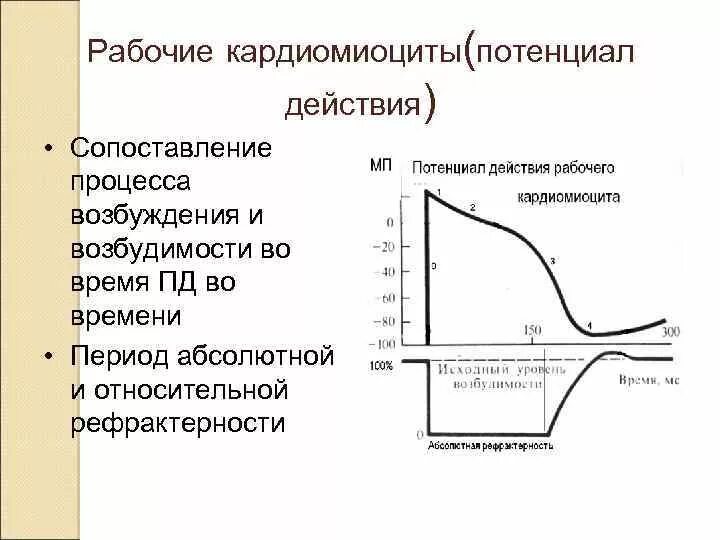 Возбудимость атипичных кардиомиоцитов. Потенциал действия кардиомиоцитов желудочков. Потенциал действия кардиомиоцитов физиология. Потенциал действия кардиомиоцитов предсердий. Время пд