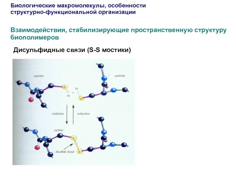 Возможные конформации вторичной структуры днк. Биологическая макромолекула. Классы биомолекул. Биологическая макромолекула. Биологическая макромолекула.