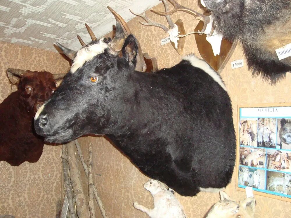 Голова быка чучело. Чучело быка. Голова быка. Муляжи животных. Чучело головы буйвола.