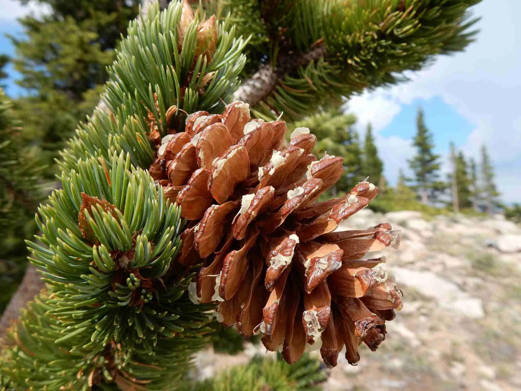 Хвойные б. Pinus pinea шишка. Пиния (Pinus pinea). Пиния (сосна итальянская)шишки. Шишка средиземноморской сосны пинии.