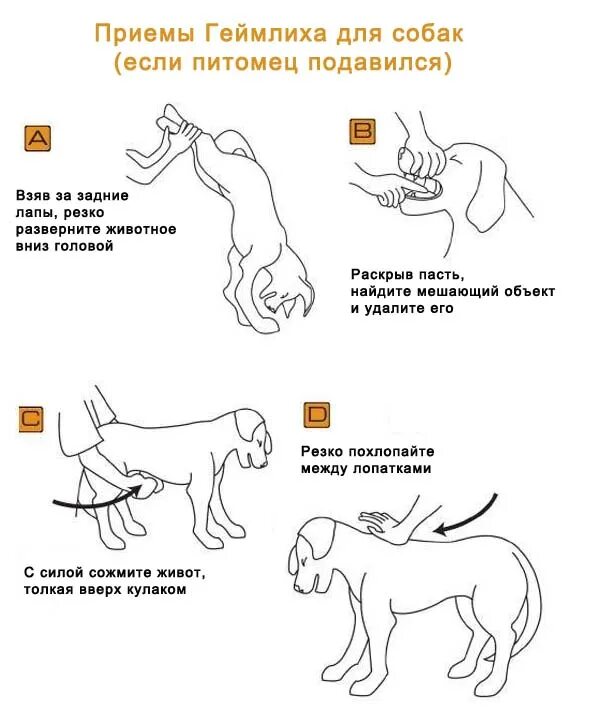 Подобрала собаку что делать. Собака подавилась что делать. Что делать если собака подавилась. Если собака подавилась и кашляет.