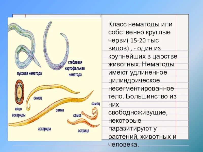 Круглые черви примеры названия. Тип круглые черви класс нематоды представители. Круглые черви нематоды паразиты. Класс круглые черви Тип острицы. Nemathelminthes – круглые черви, класс Nematoda.