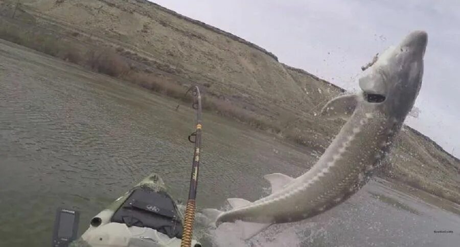 На что ловить осетра на рыбалке. Стерлядь иртыш. ловля осетра. рыбалка на осетра. ловля стерляди на иртыше.