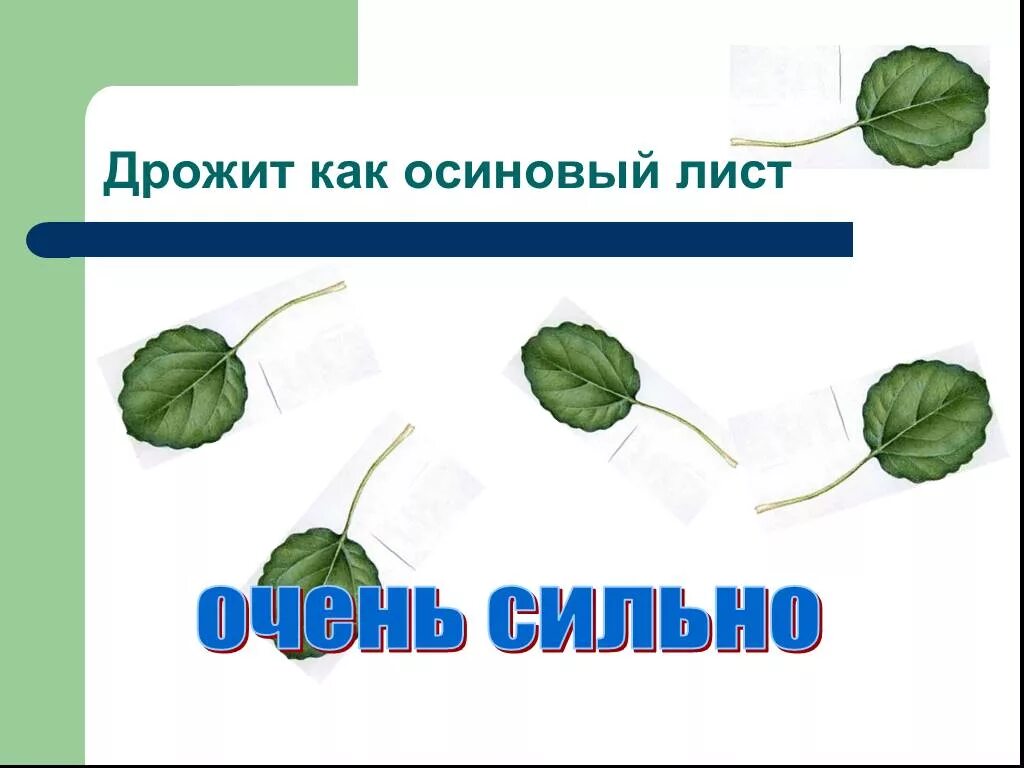 Дрожит как осиновый лист. Дрожать как лист. Задрожал как осиновый лист. Дрожит как осиновый. Как появилась поговорка дрожит как осиновый лист