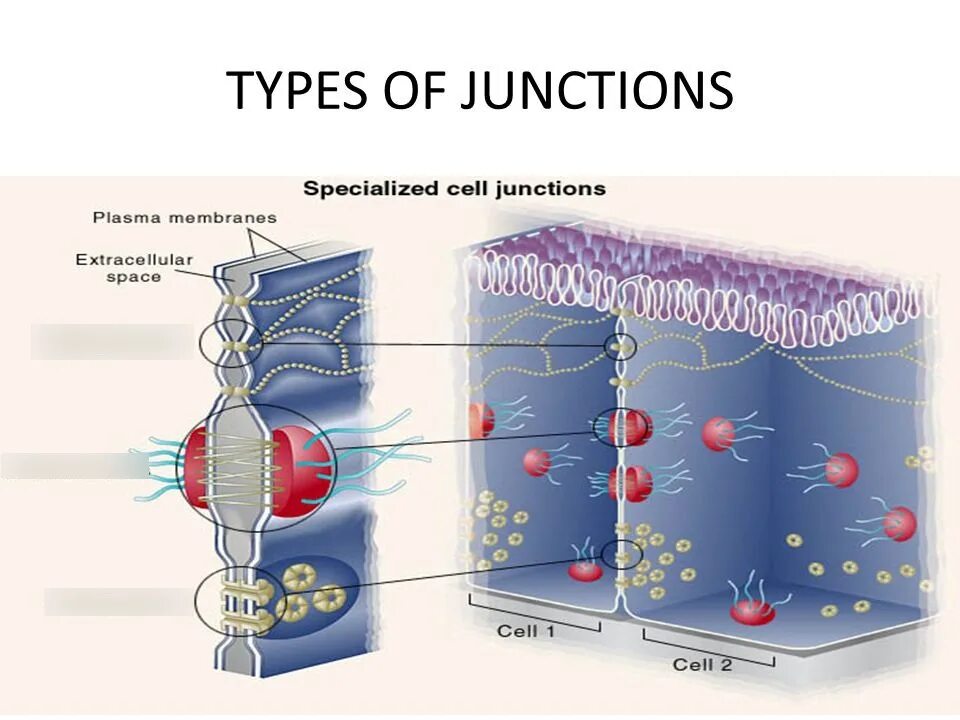 Типы соединения клеток. Соединение клеток. Плотное соединение клеток. Стыковка клетки.