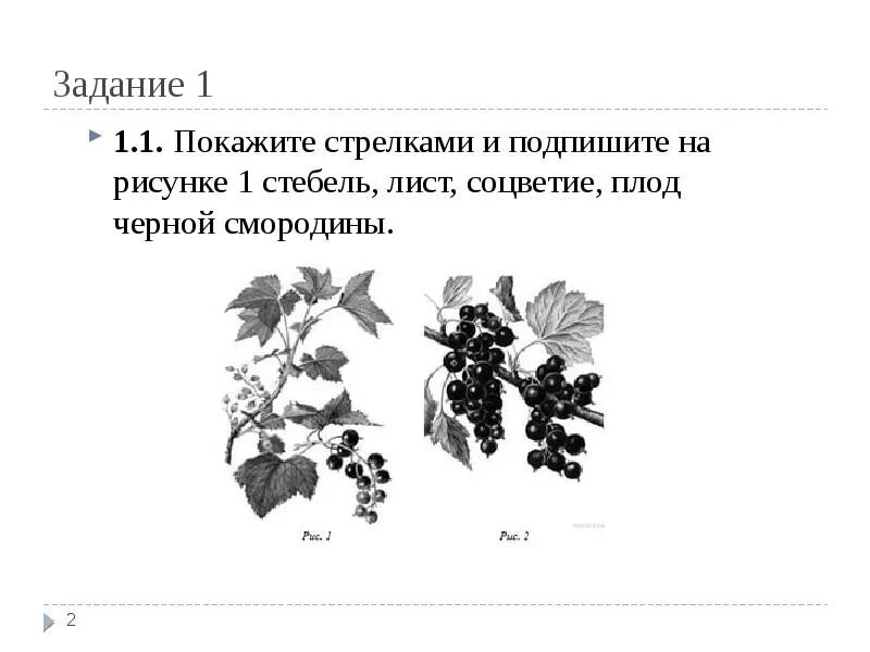 Стебель лист и соцветие черной смородины. Соцветия, листья, плоды, стебель. Плоды черной смородины листья. Стебель лист соцветие плод черной смородины.