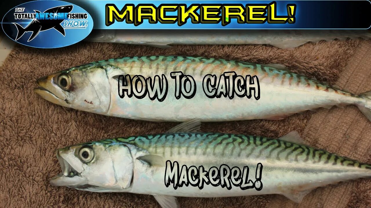 Mackerel перевод