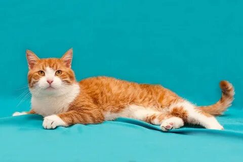 Фото рыже белого кота