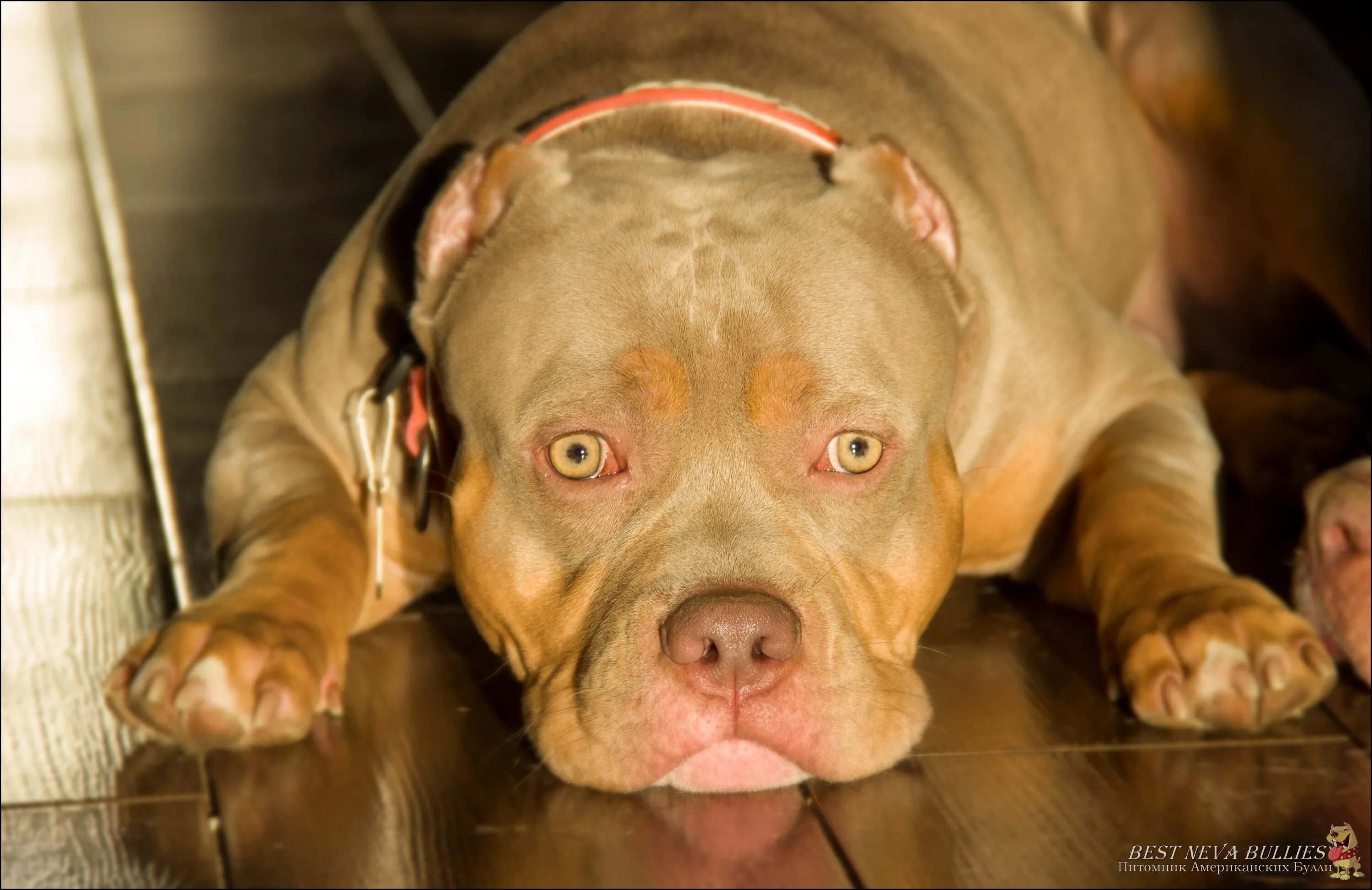 Best bully