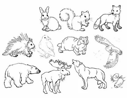 Различными животными рисунок (50 фото) .