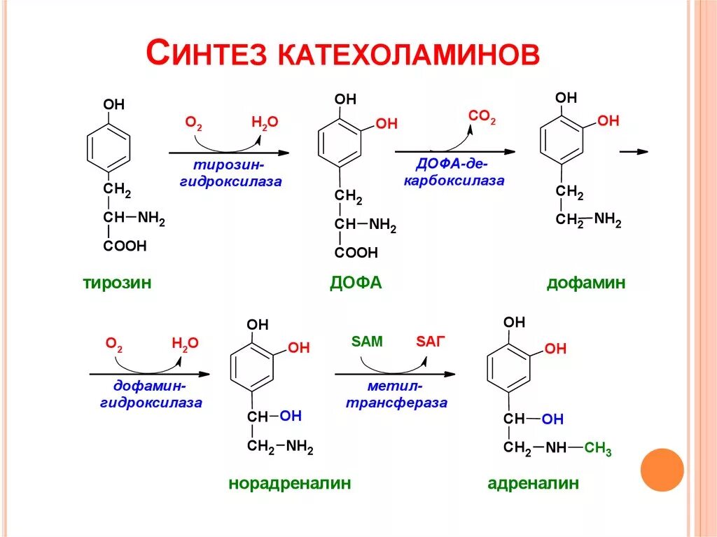 Синтез катехоламинов биохимия из тирозина. Синтез норадреналина биохимия. Тирозин тирозин Дофа. Катехоламины это производные тирозина. Адреналин образуется