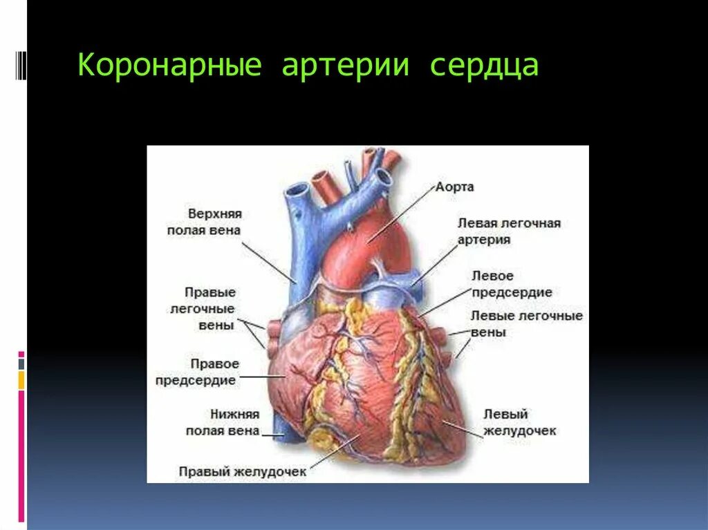 Коронарные артерии кровоснабжают. Анатомия коронарных артерий сердца. Коронарные артерии сердца. Коронарная анатомия сердца.