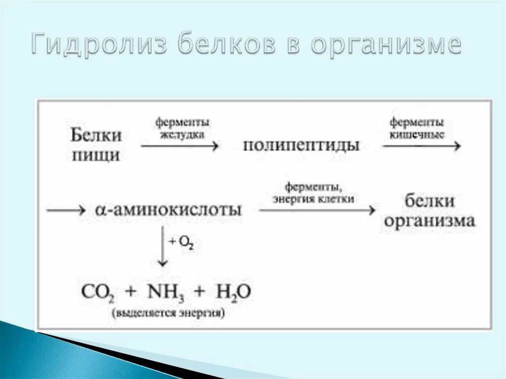 Ферментативный гидролиз жиров. Гидролиз белков в организме. Гидролиз белков схема. Гидролиз белков в организме начинается. Гидролиз белков ворганизе.