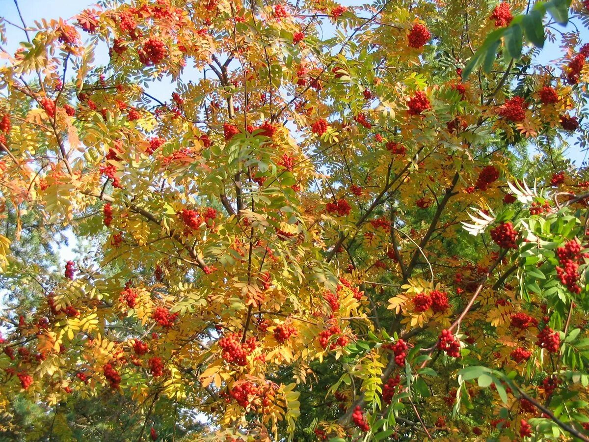 Рябина дерево осень. Рябина Розина Ауреа. Рябина обыкновенная Sorbus aucuparia. Рябина обыкновенная Лациниата. Рябина обыкновенная осень.