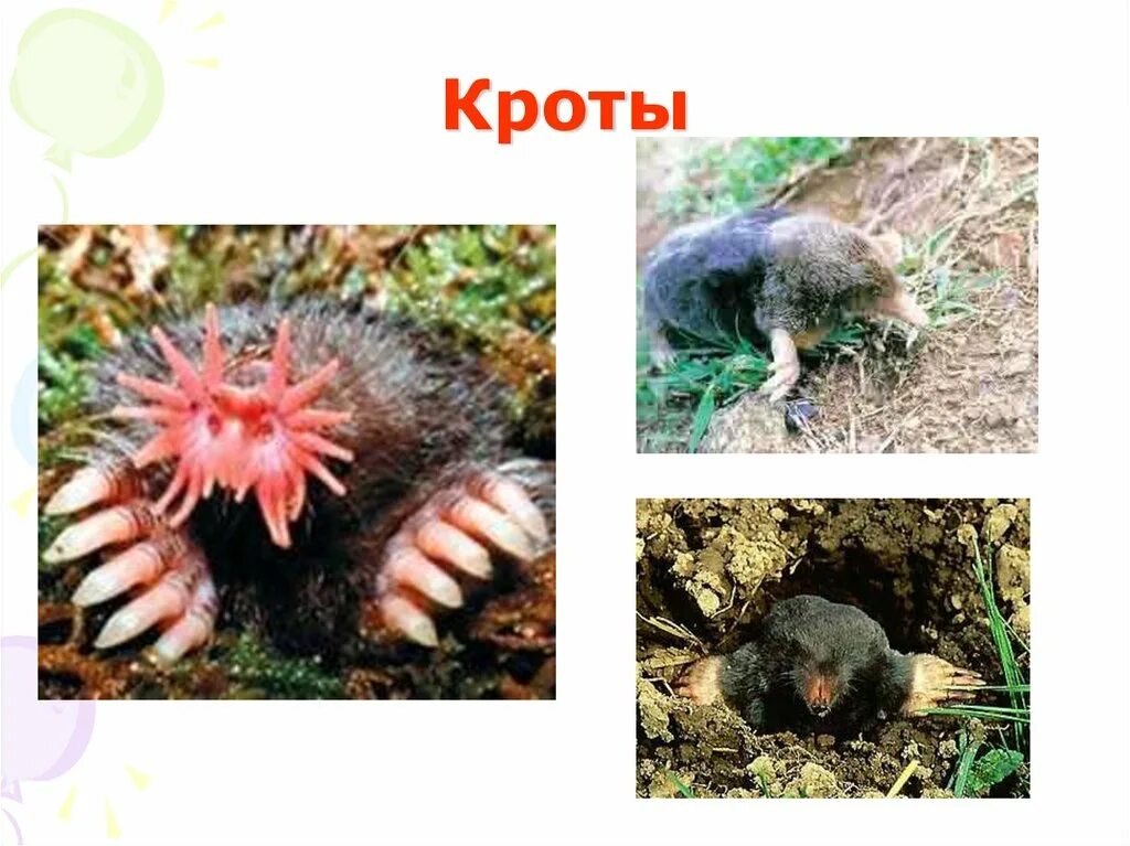 Еж крот выхухоль отряд. Высшие млекопитающие отряд насекомоядные представители. В сравнении с кротом еж крупнее мельче. Отряд насекомоядные. Родственники ежа.