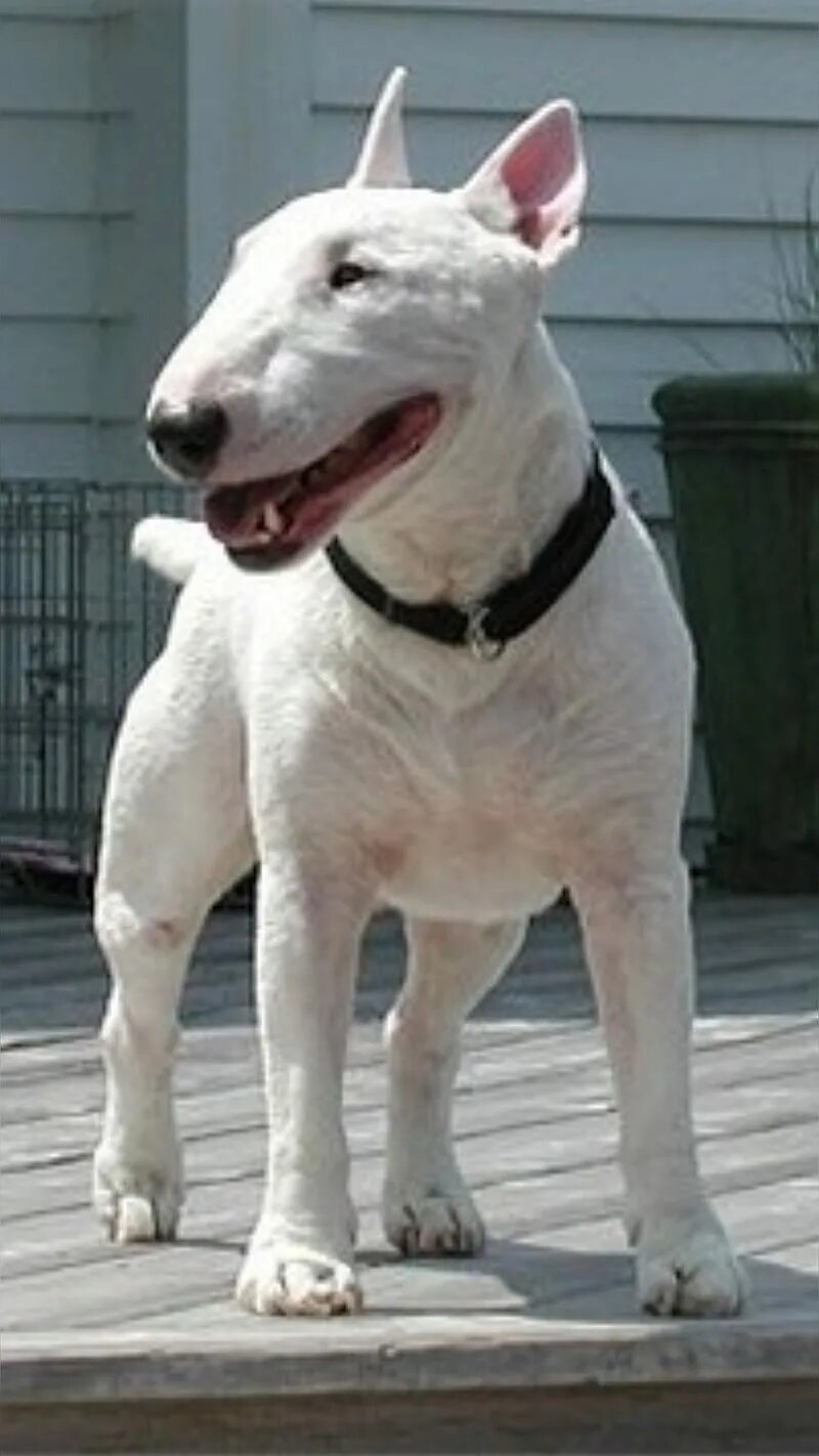 Бультерьер апфс. Bull terrier miniature. белые бультерьеры из забора.