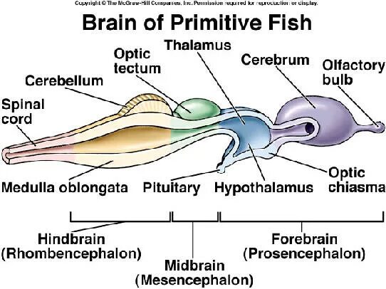 Brain fish. Мозг рыбы. Головной мозг рыбы. Fish Brain structure. Optic Tectum.