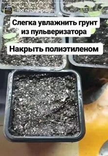 Сколько дней всходит петуния после посева
