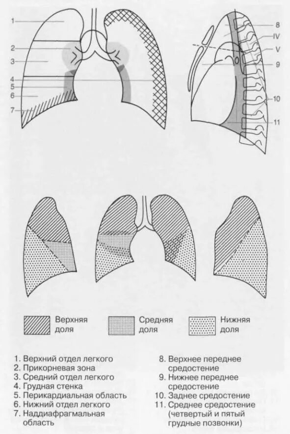 Хвостовой отдел легких. Апикальный и базальный отдел легких. Доли легкого на рентгенограмме схема. Базальный отдел средней доли легких. Кортикальные и базальные отделы легких.