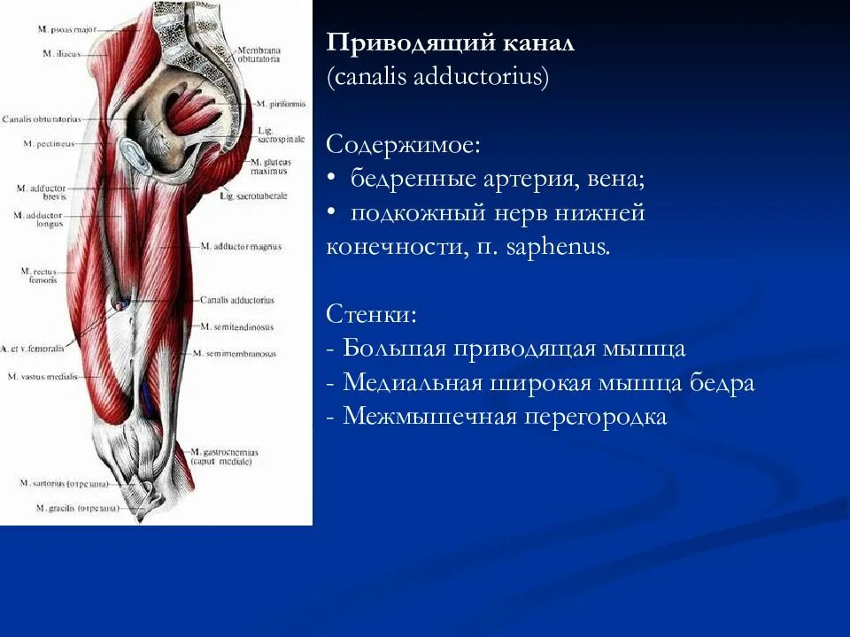 Приводящий нерв. Приводящий канал бедра топографическая анатомия. передняя стенка приводящего канала. стенки приводящего канала бедра. топография приводящего канала.