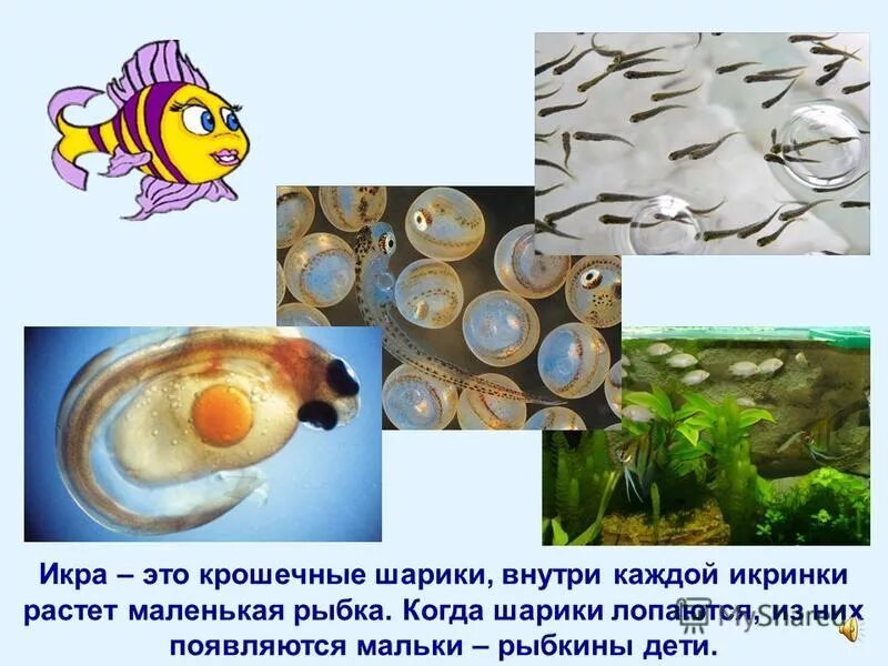 Рыба обитающая в оби. Отряды хрящевых и костных рыб. Большинство рыб мечут икру. Когда появились рыбы. Появление рыбки.