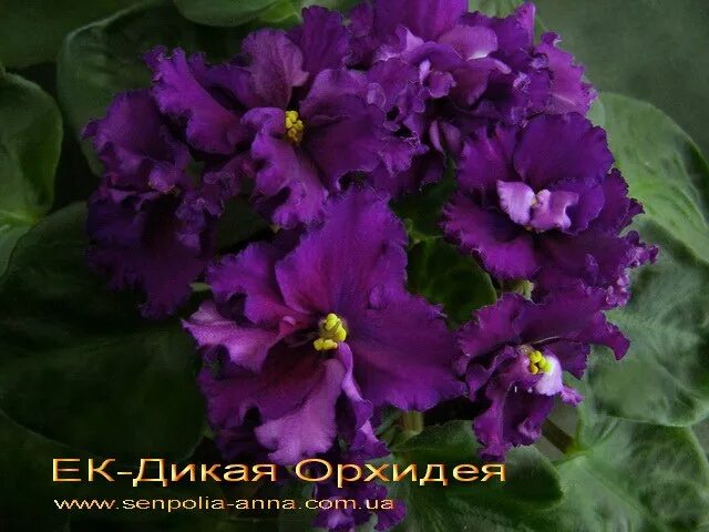 Ле дикая орхидея фиалка фото Форум "Украина сенпольная" (г.Киев) * Просмотр темы ЕК-Дикая Орхидея (Е. Коршу