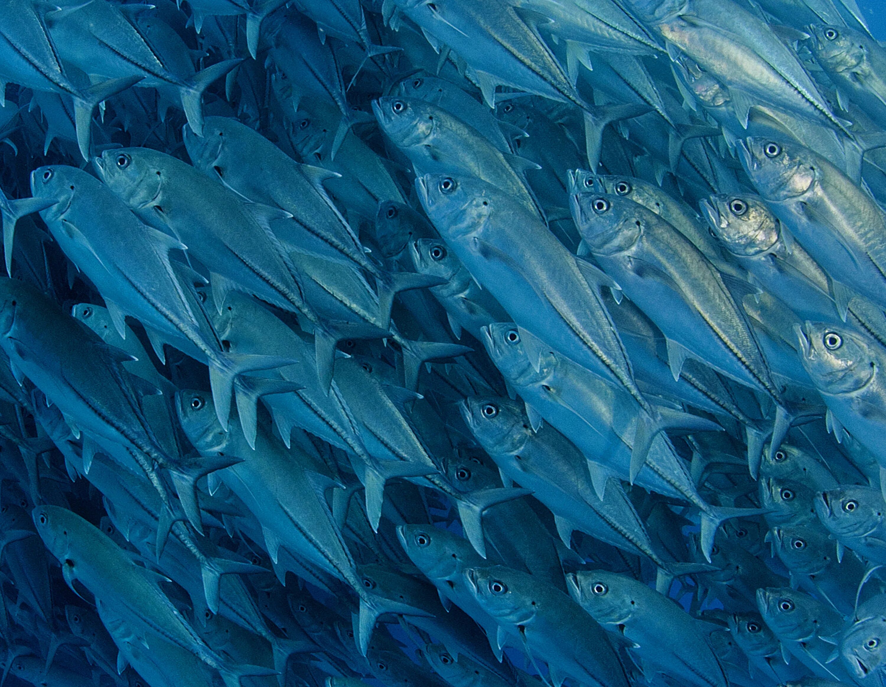 Видеть много рыб в прозрачной воде. Сардины, макрель анчоус, сельдь. Стая атлантической сельди. Ставрида океаническая. Мелкая рыба.